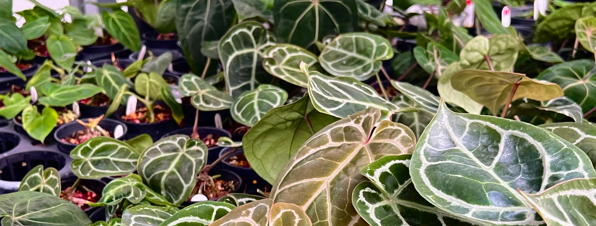 Beauty leaf of Anthurrium